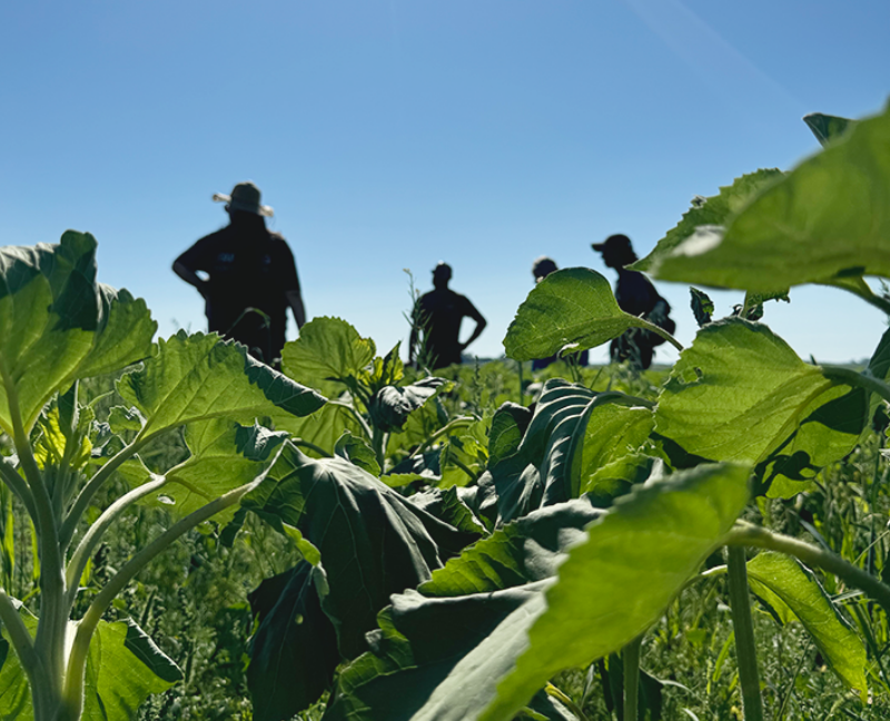 Close-up of lush green leaves in a field under a clear blue sky. In the background, silhouettes of five people stand, evoking a serene, rural scene.