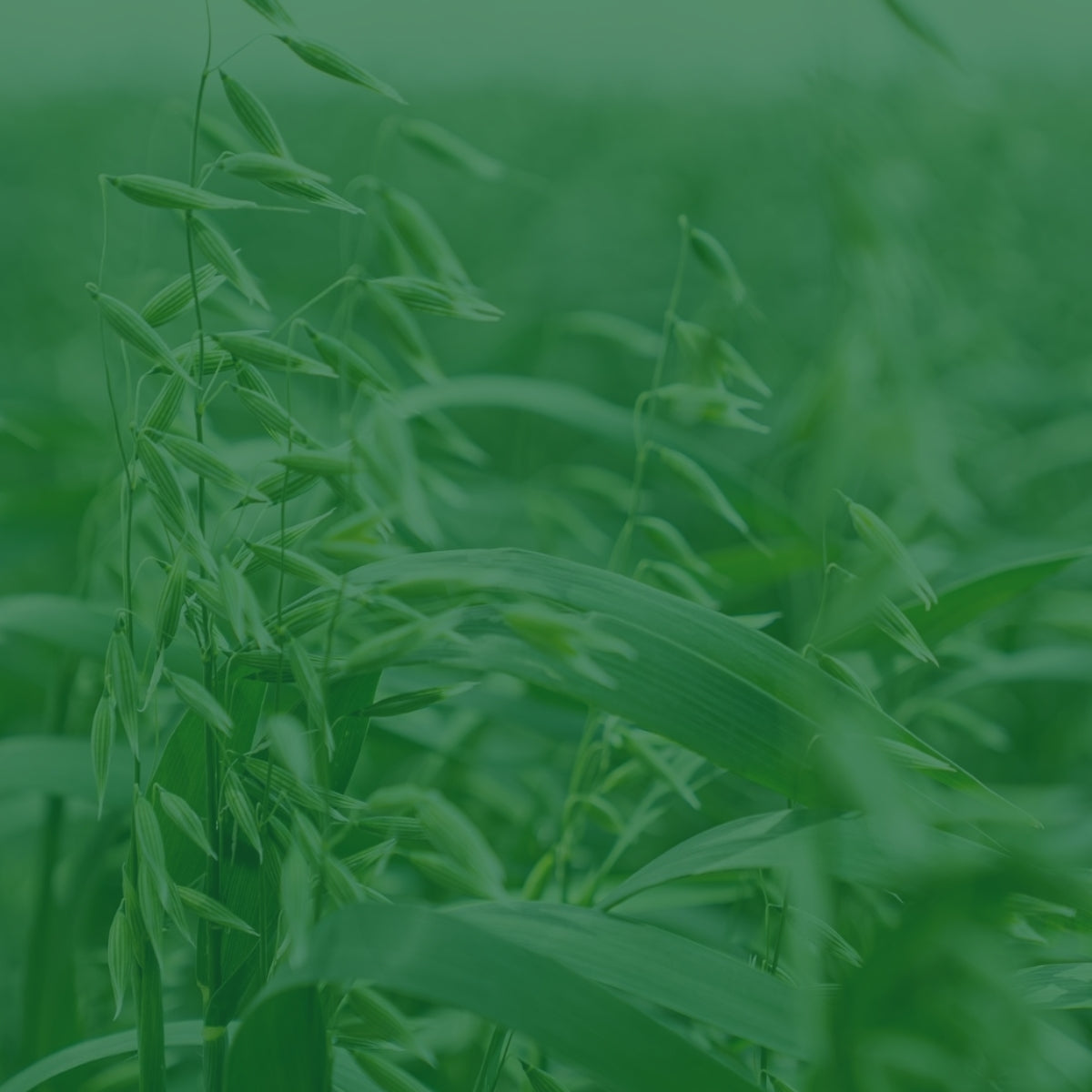 Close up image of an oat crop with a green filter overlay. 