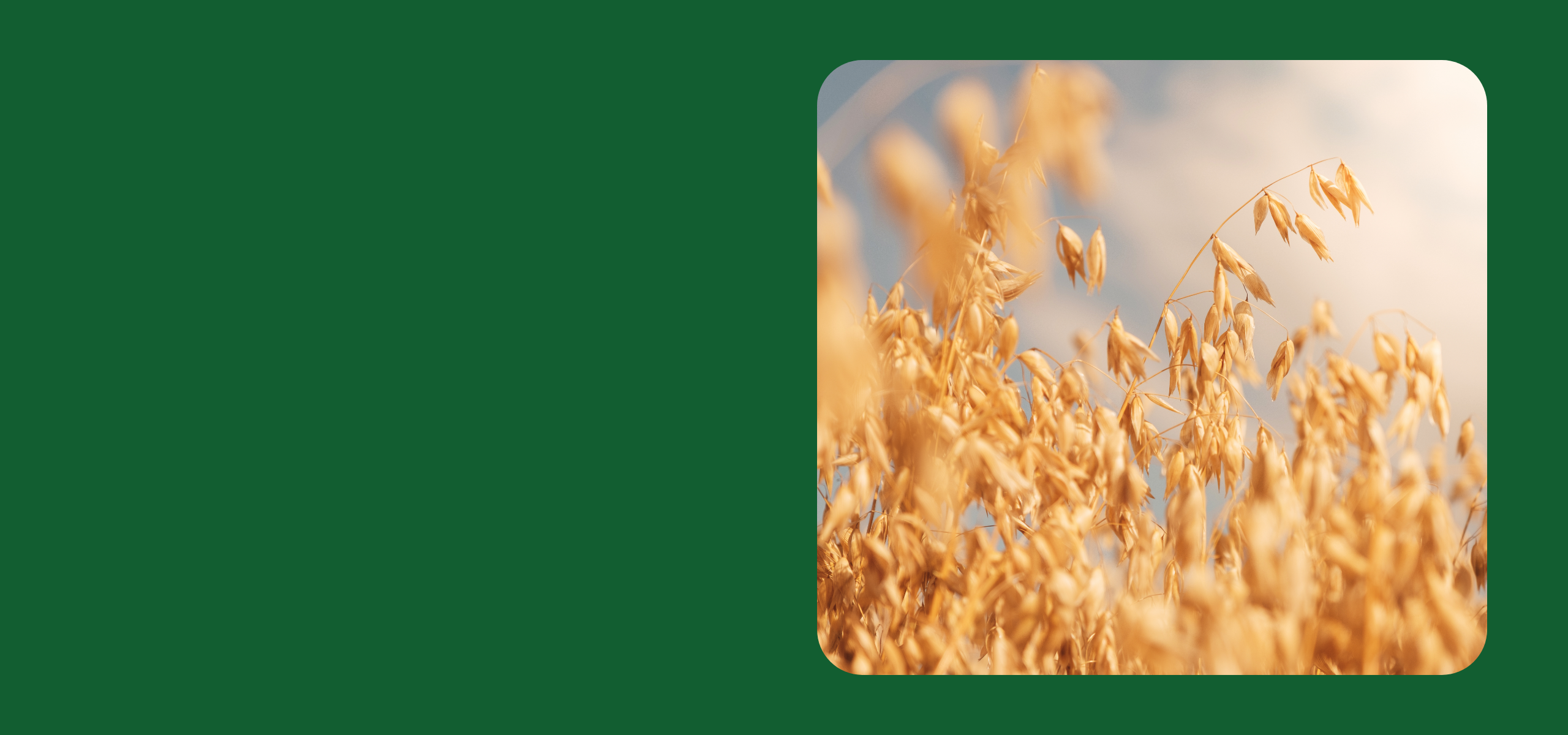 Close up image of oat crops with the sky in the background