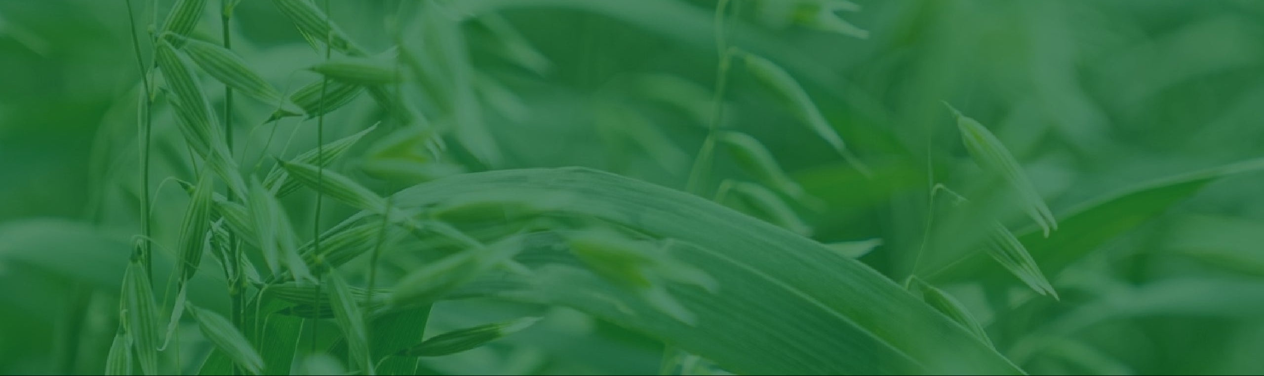 A close up image of an oat crap with a green overlay