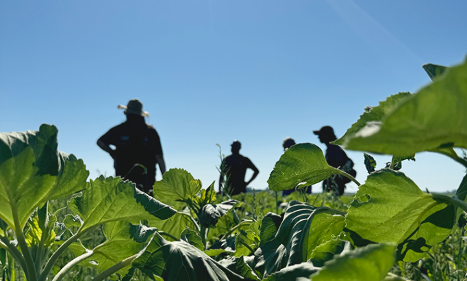 Silhouetted figures stand in a sunlit field of lush green plants under a clear blue sky, evoking a sense of calm and nature's abundance.